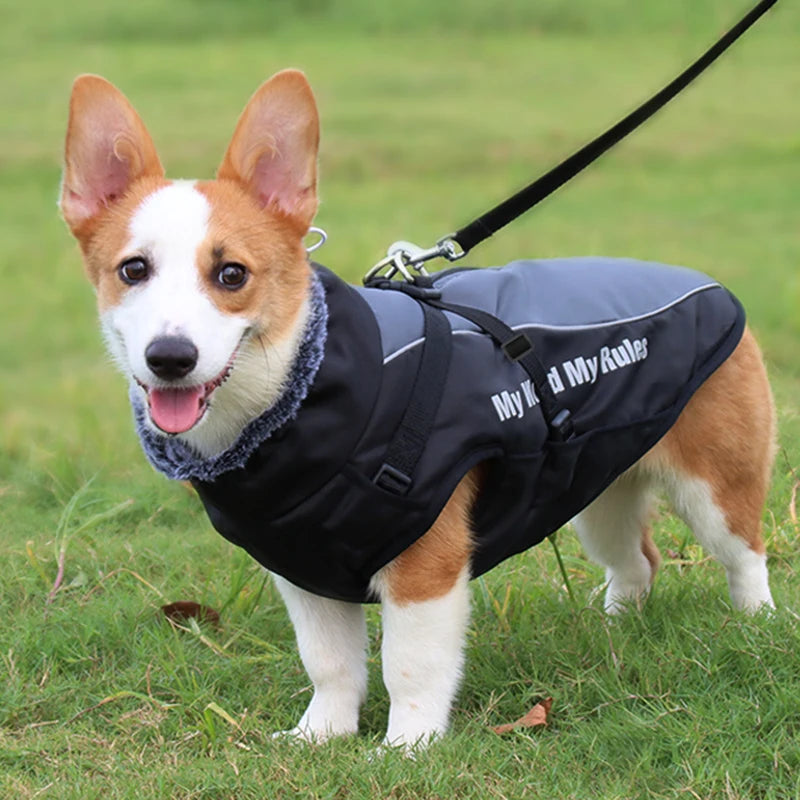 hold me dog jacket