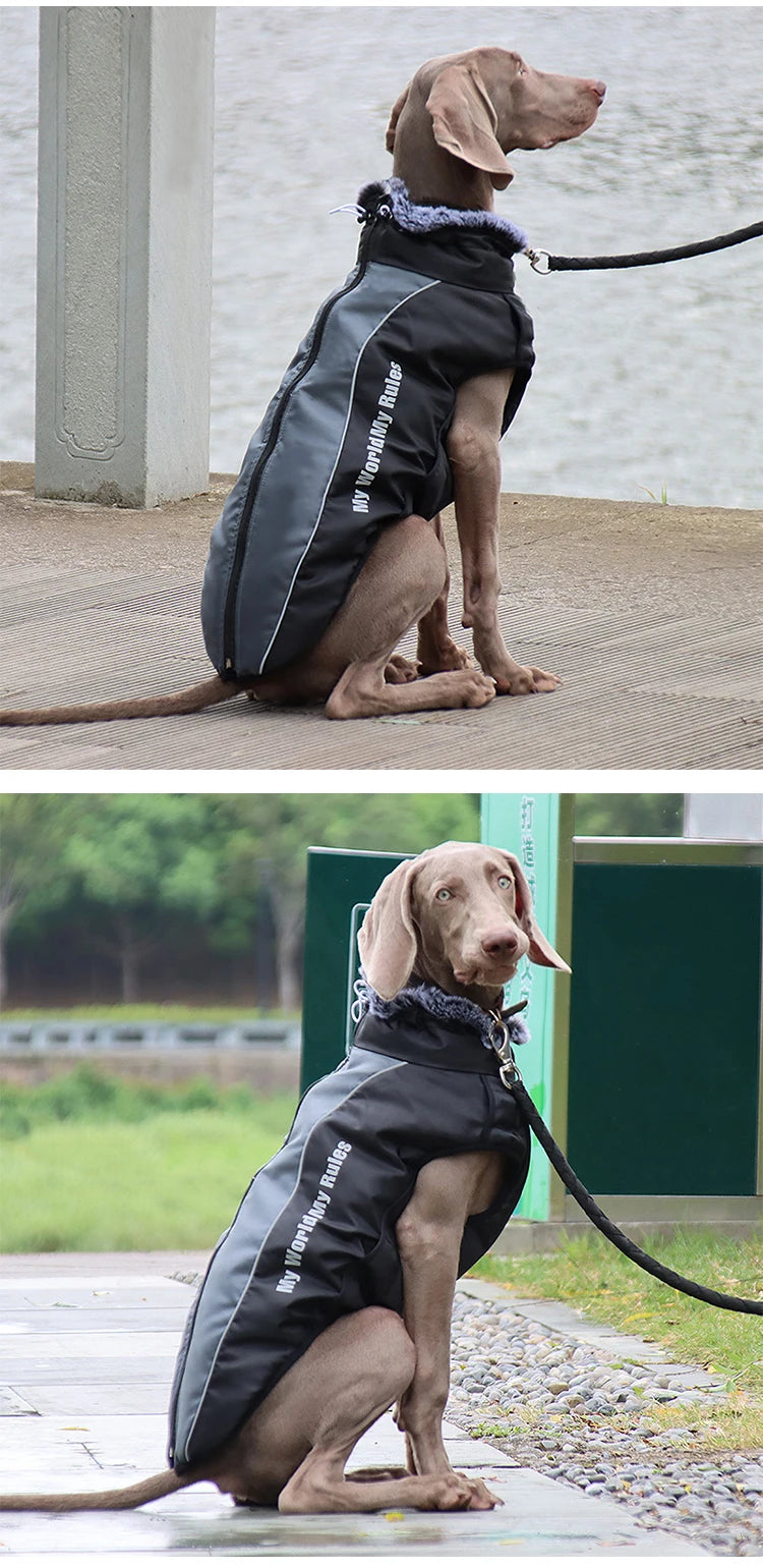 hold me dog jacket