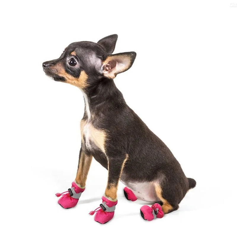 dog boots