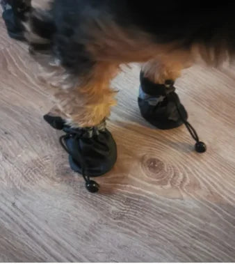 dog boots