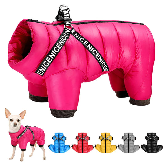 designer Dogs Outfit